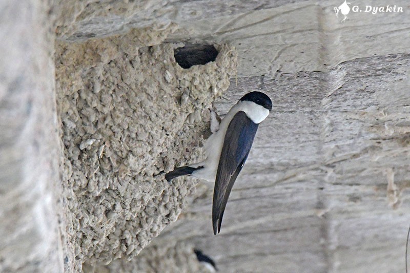 Western House-Martin - ML574260961