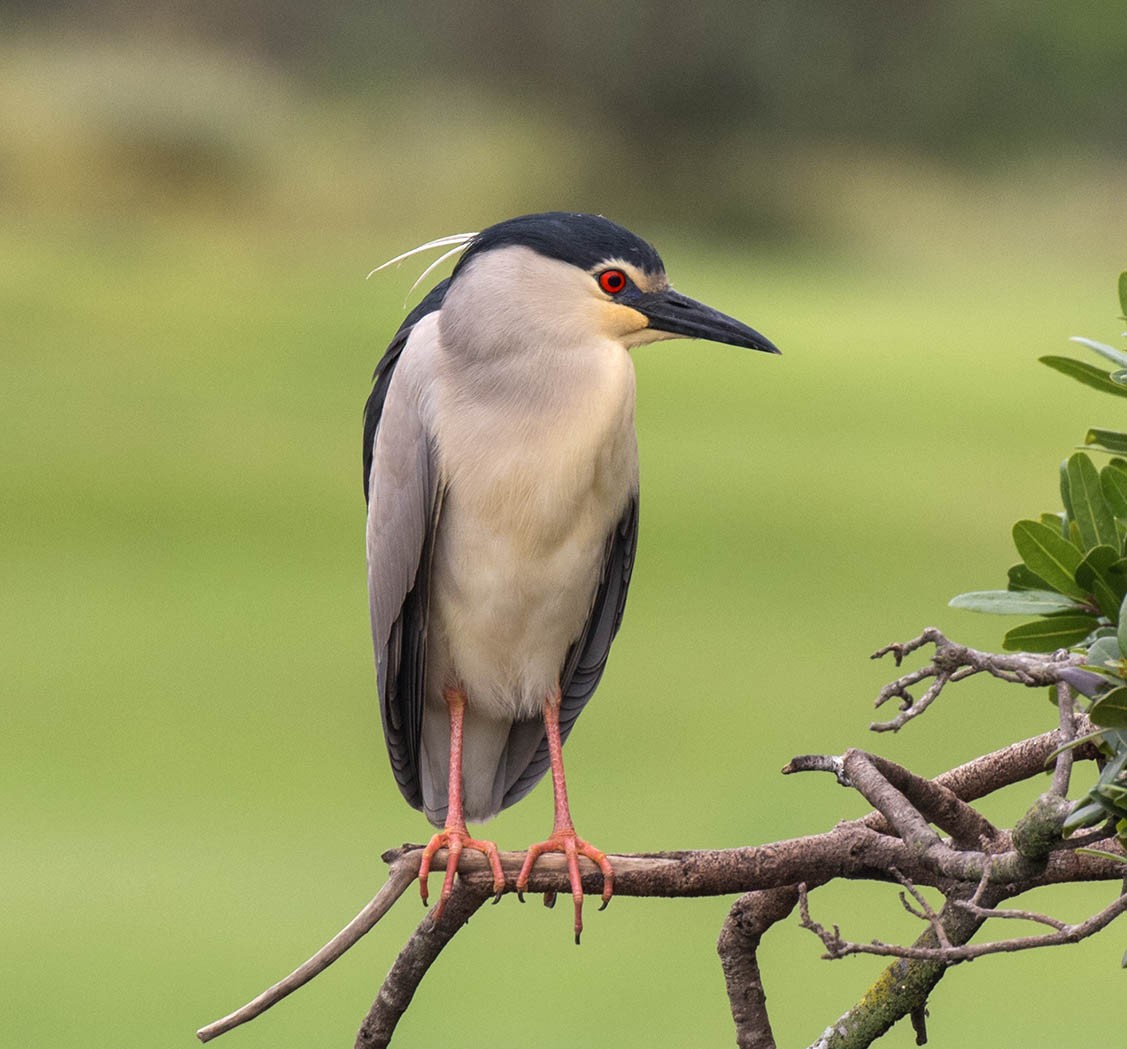 Black-crowned Night Heron - ML57426191