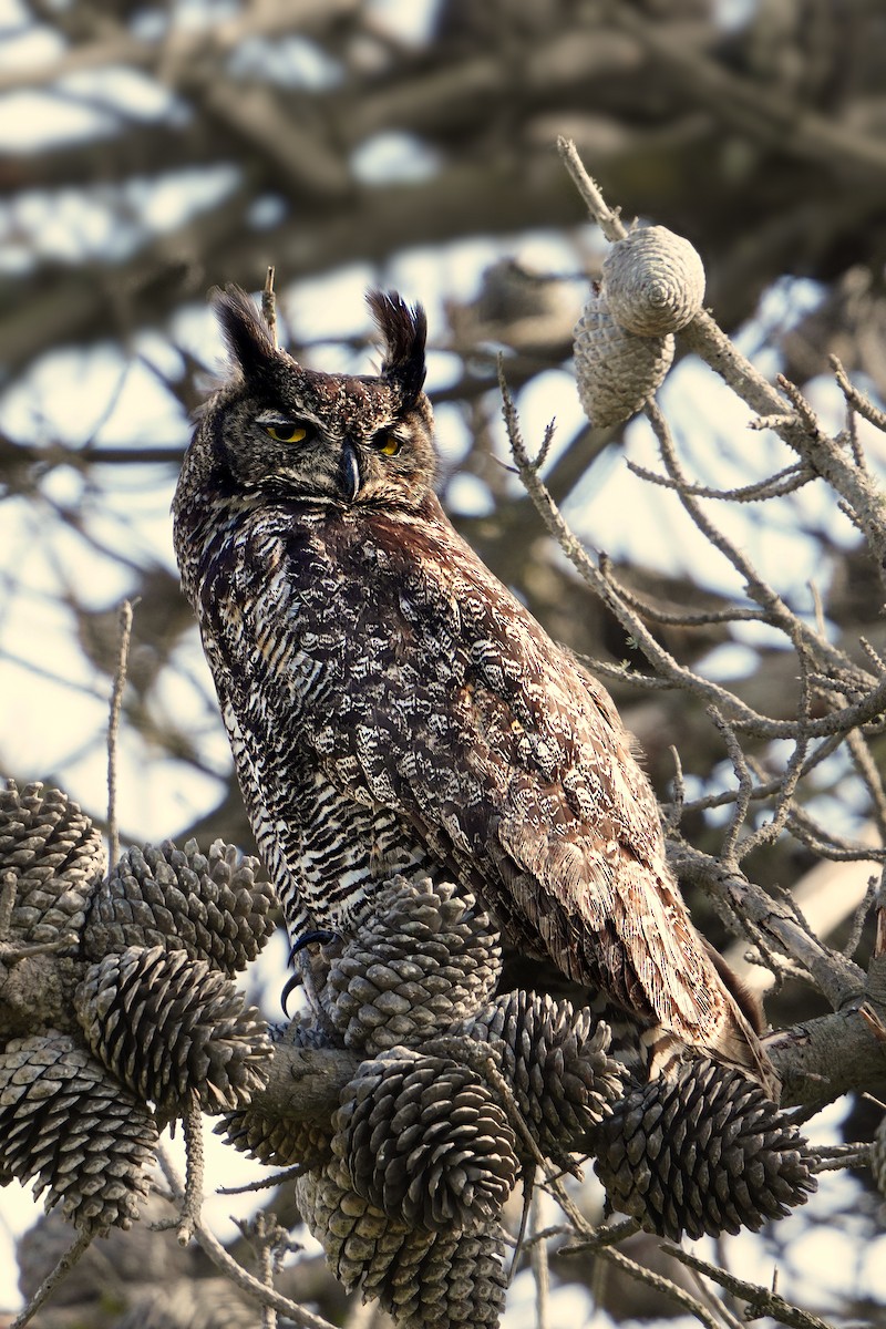 Great Horned Owl - ML574265151
