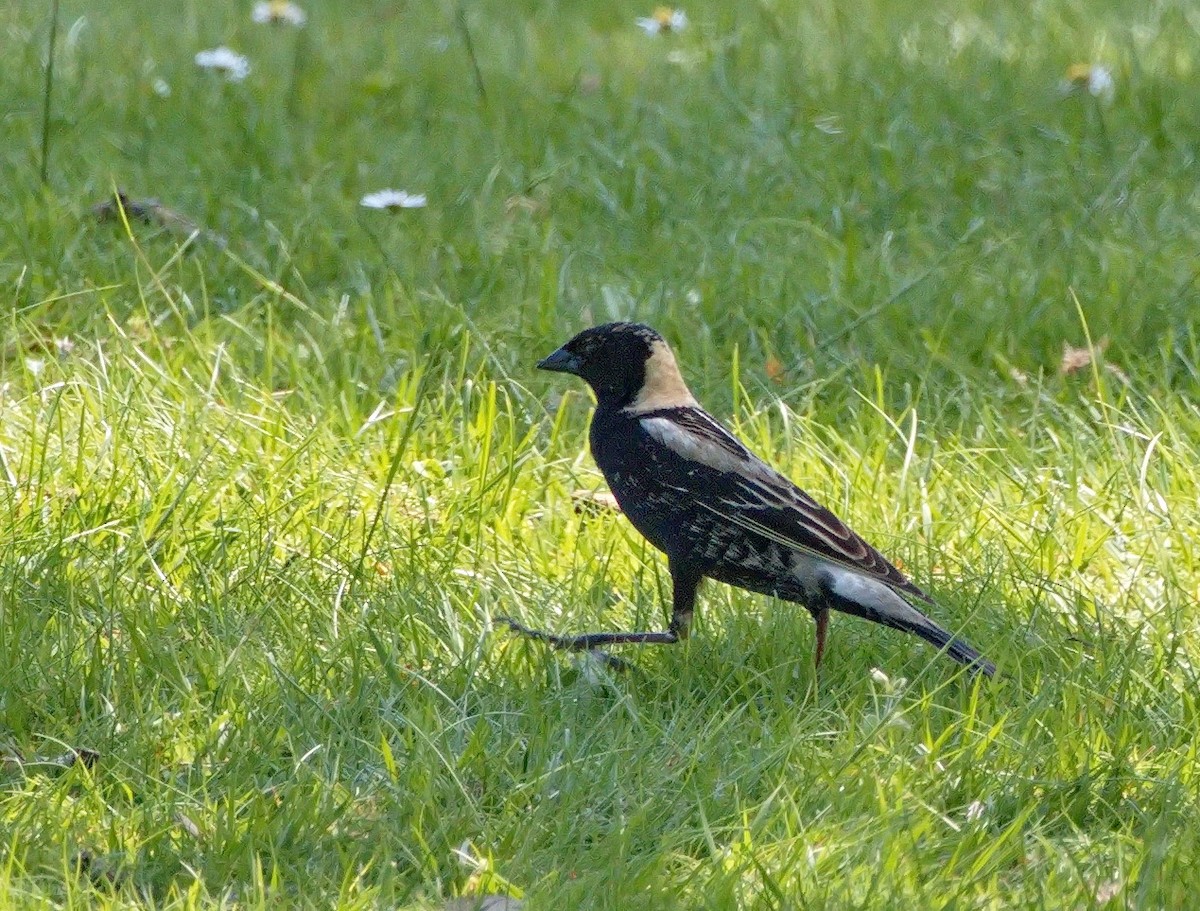 bobolink americký - ML574266021