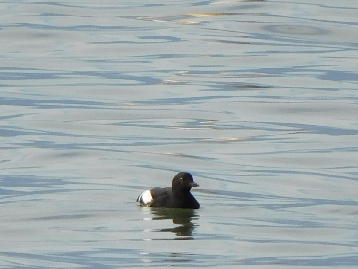 Pigeon Guillemot - ML574266031