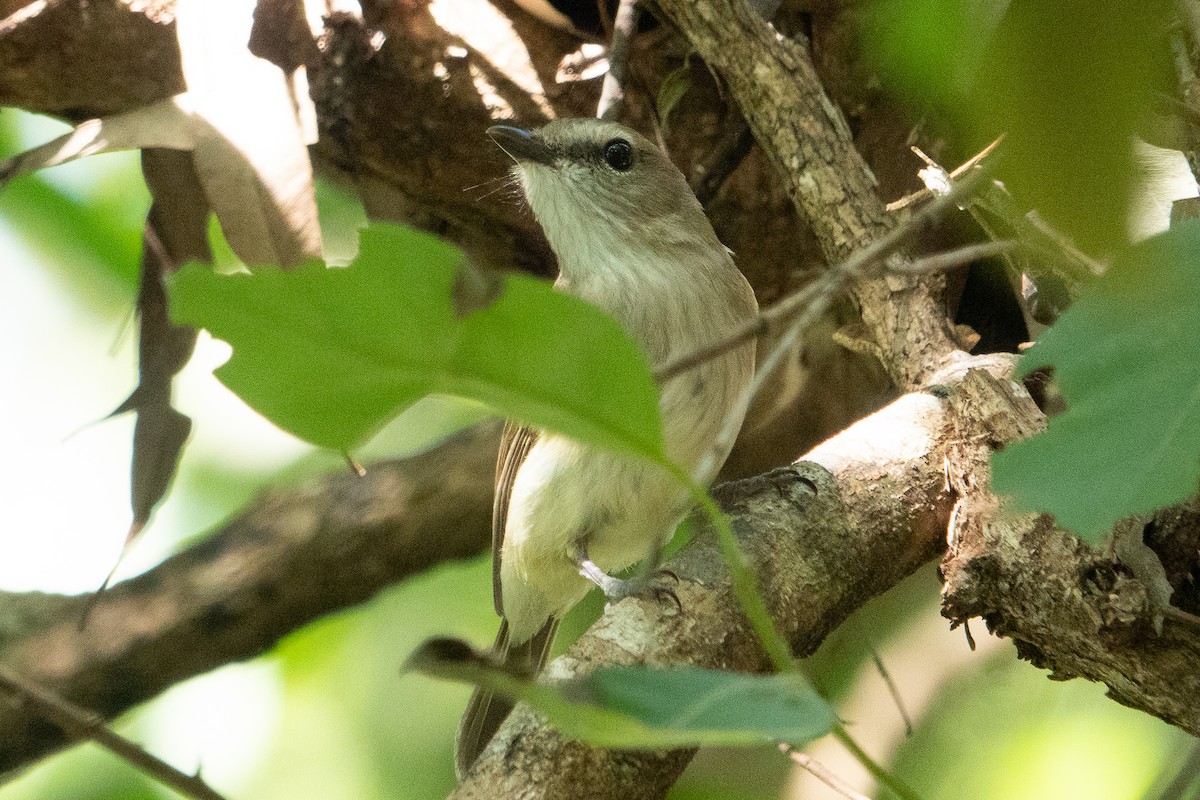 Gray Whistler - ML574266851