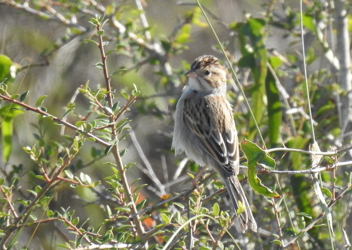 Clay-colored Sparrow - Joel Adams