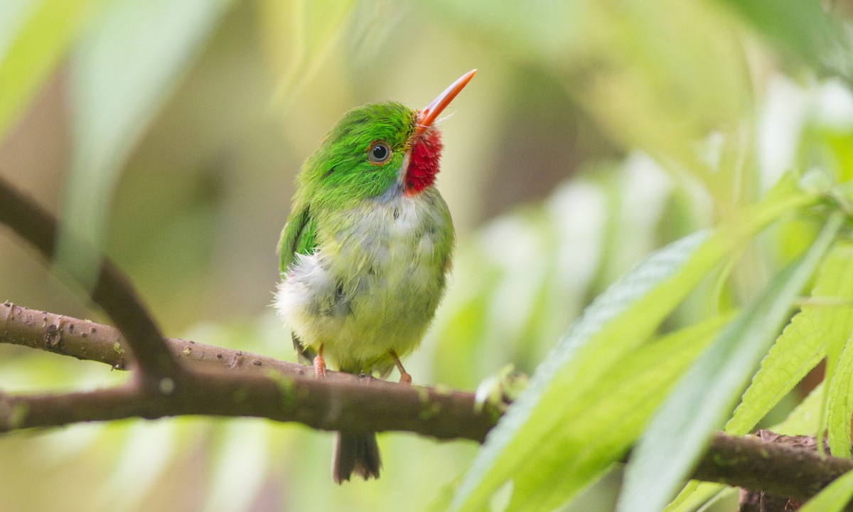 Jamaican Tody - Jeff Gerbracht