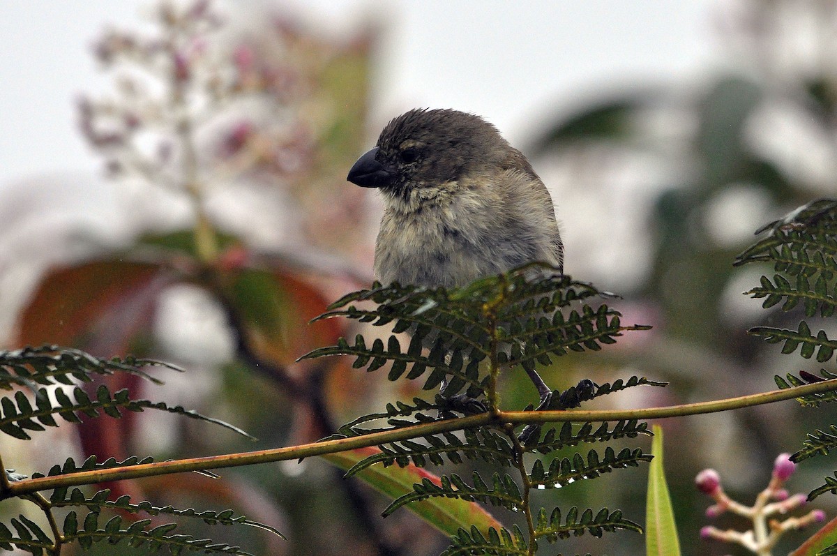 ML574268691 - Large Tree-Finch - Macaulay Library