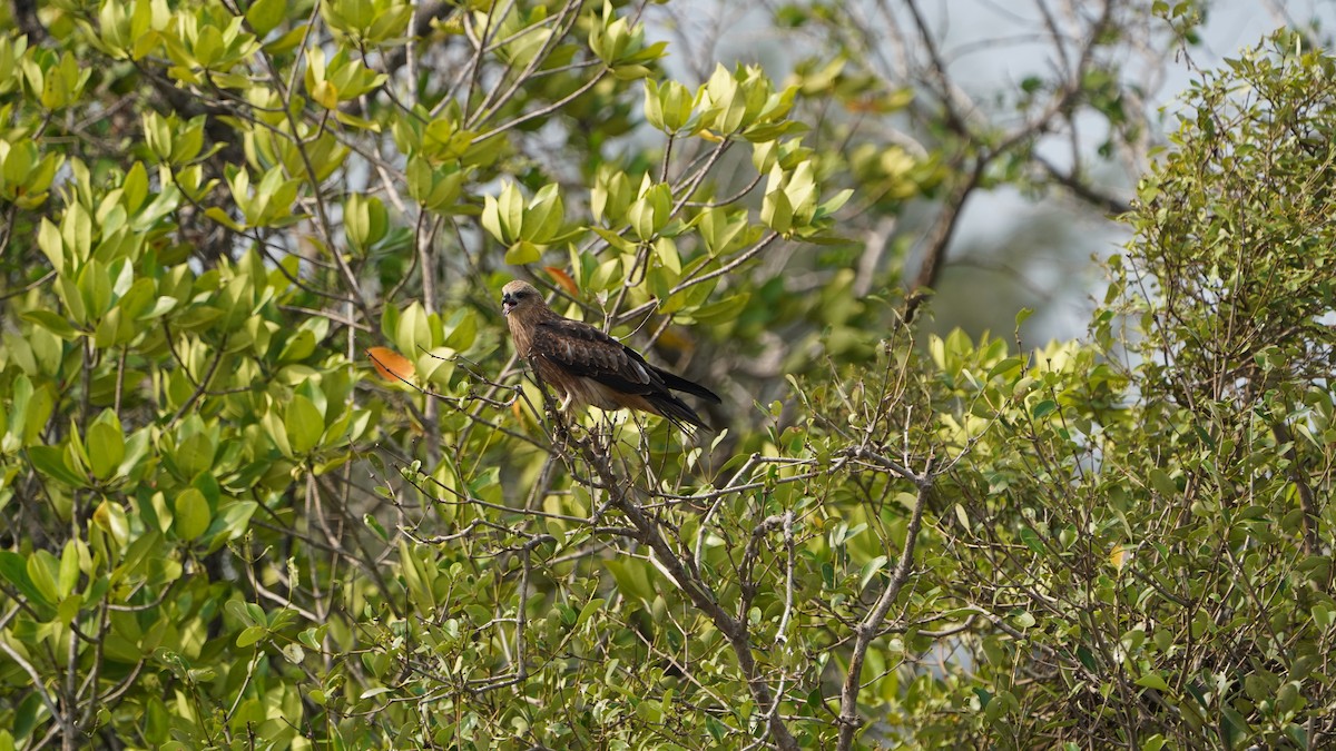 黑鳶 - ML574269531