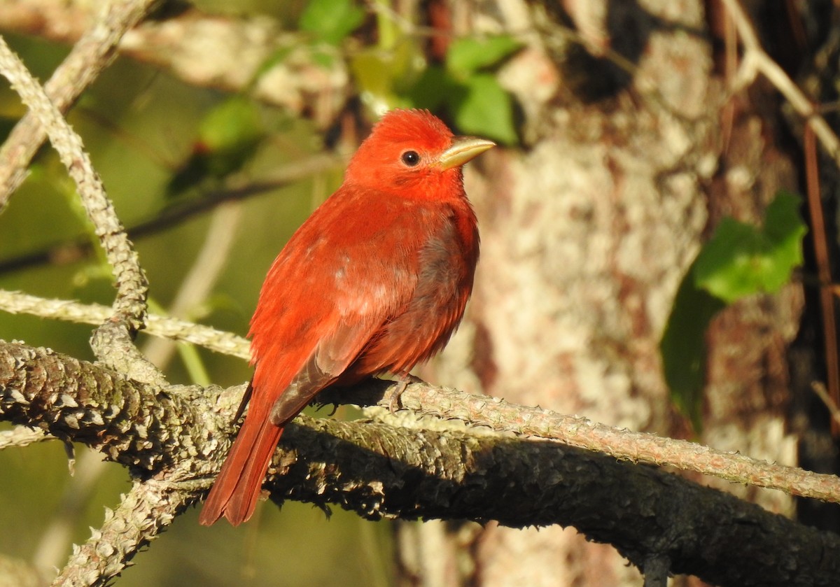 Piranga Roja - ML574269641