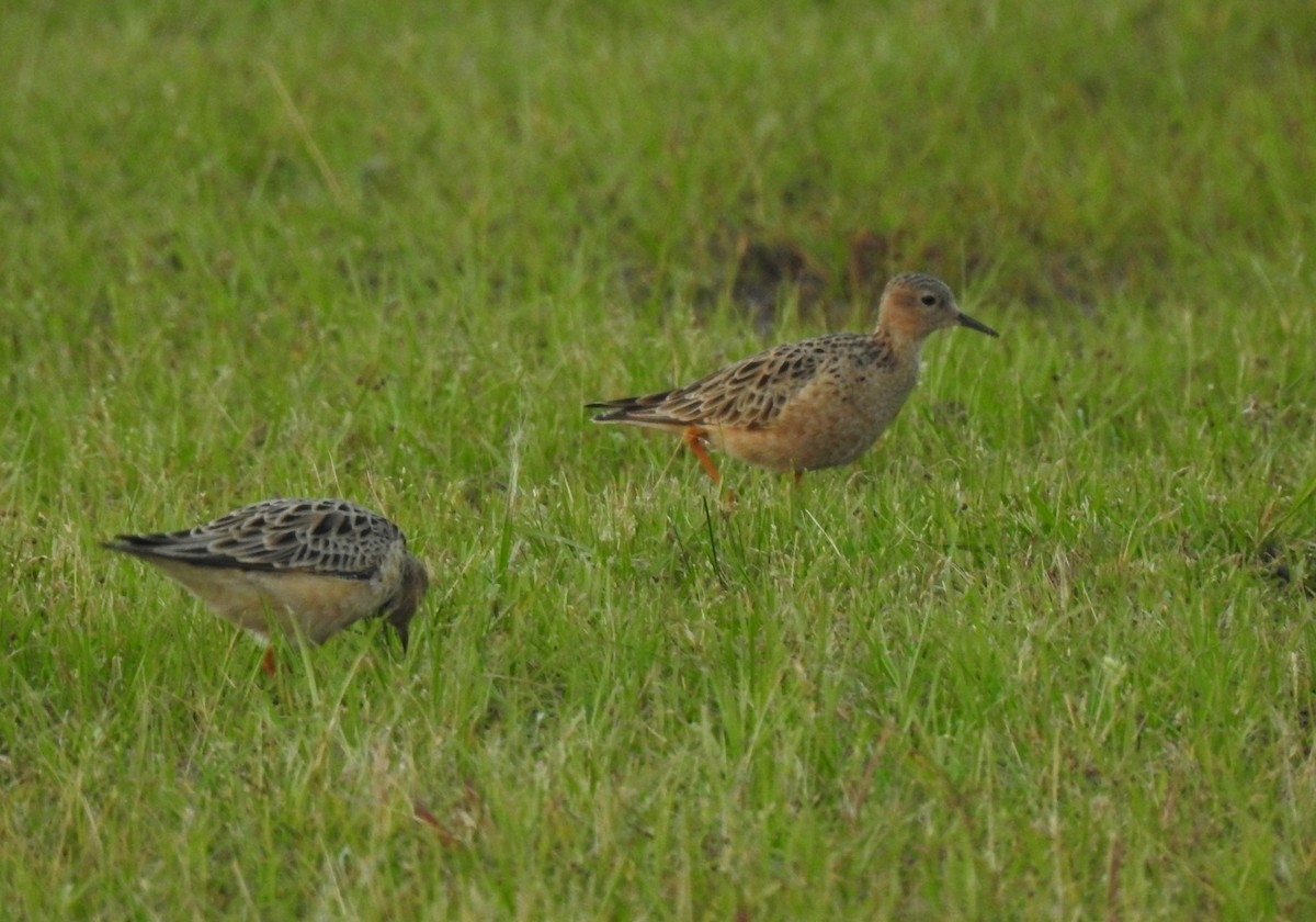 Buff-breasted Sandpiper - ML574269861