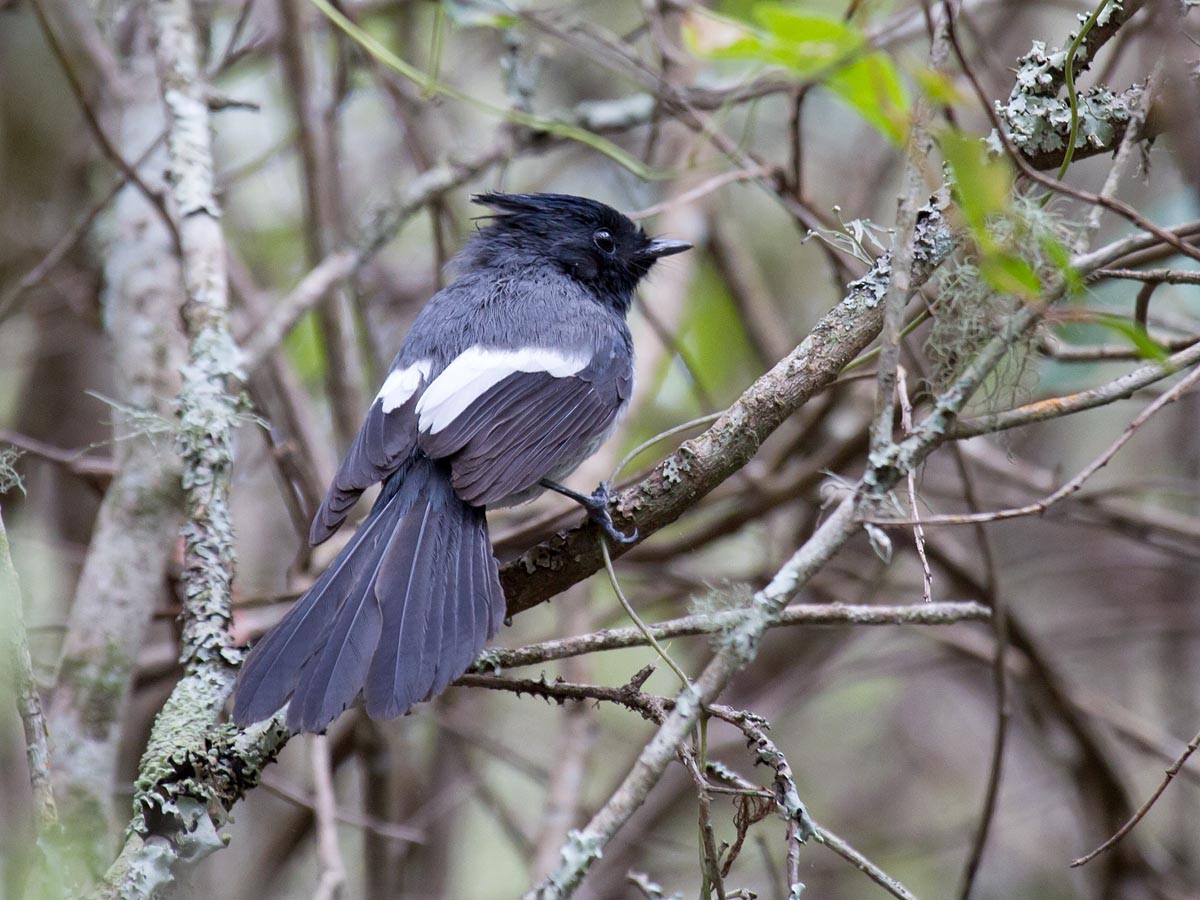 African Crested Flycatcher - Bruce Ward-Smith