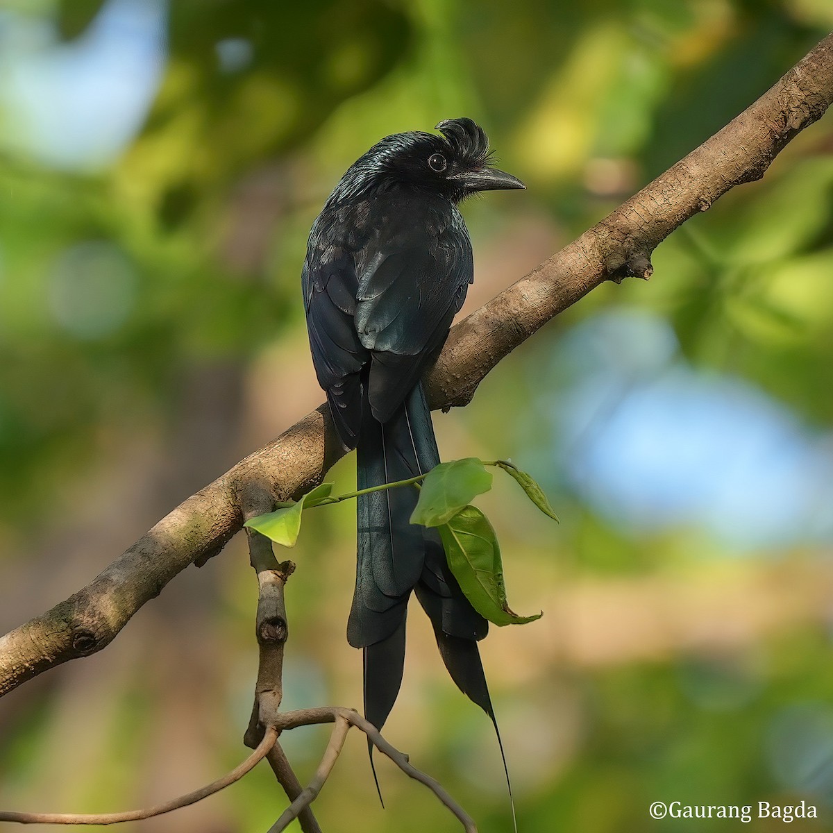 Greater Racket-tailed Drongo - ML574270341