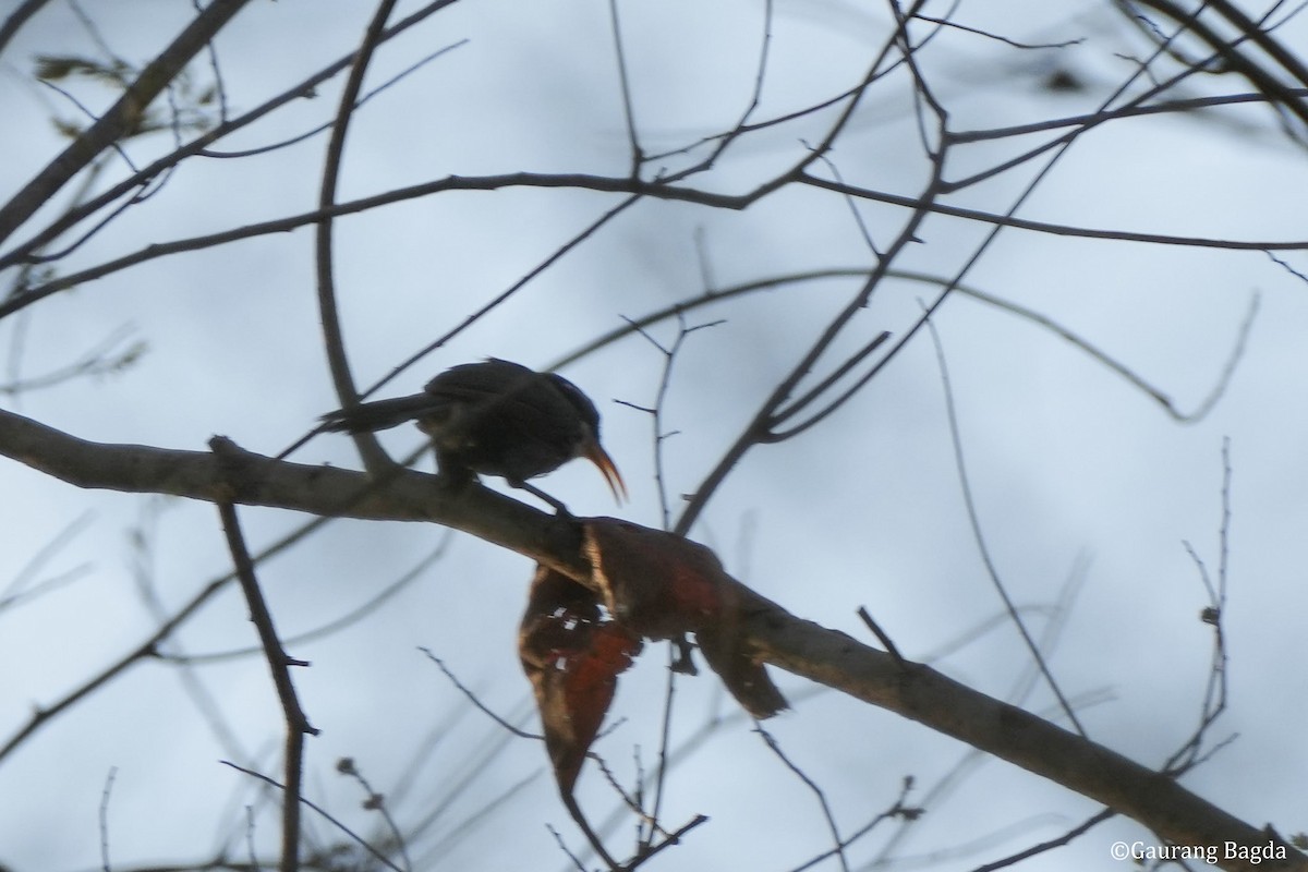 Indian Scimitar-Babbler - ML574270351