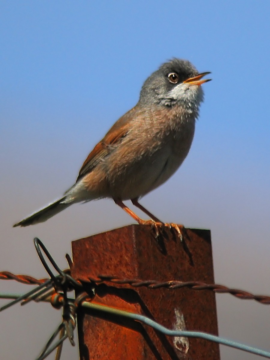 Spectacled Warbler - ML574270591