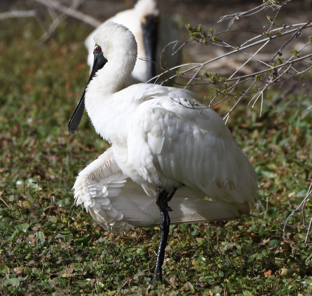 Royal Spoonbill - Dean McGarry