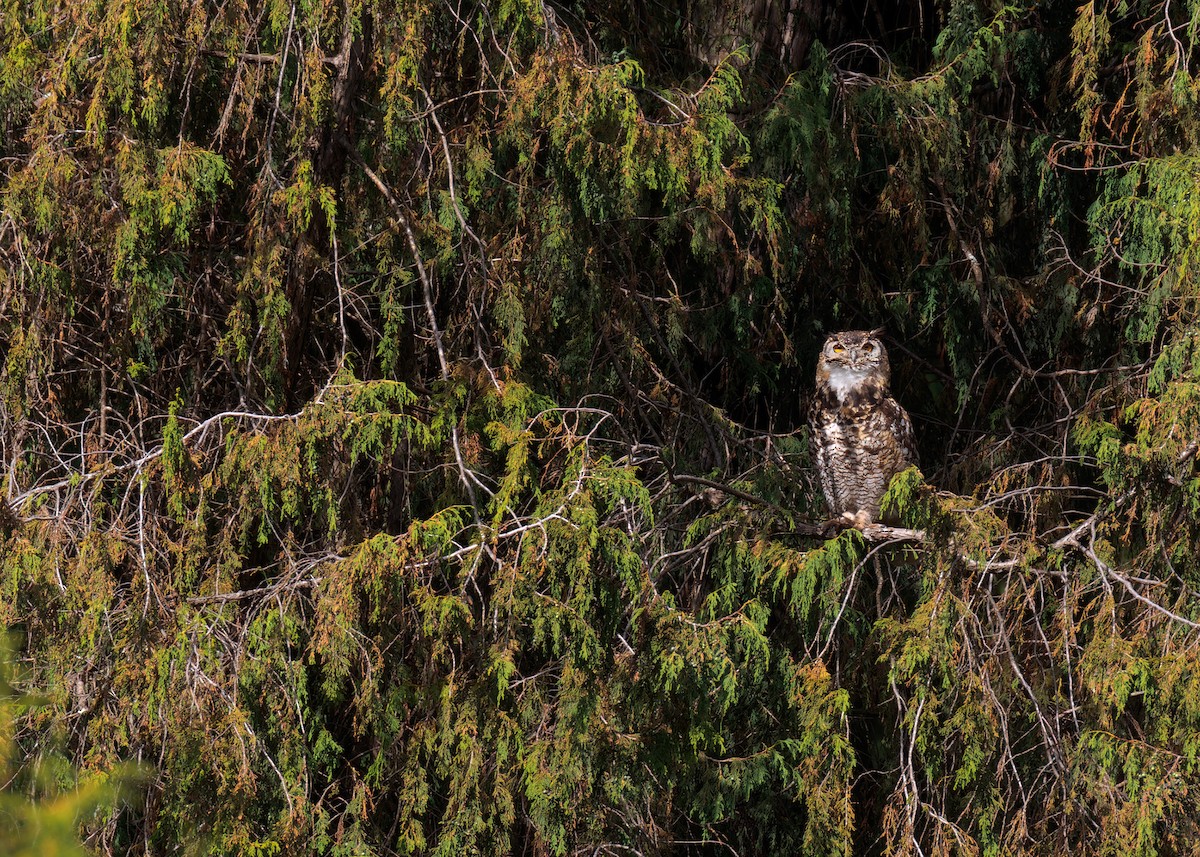 Cape Eagle-Owl (Northern) - ML574275081