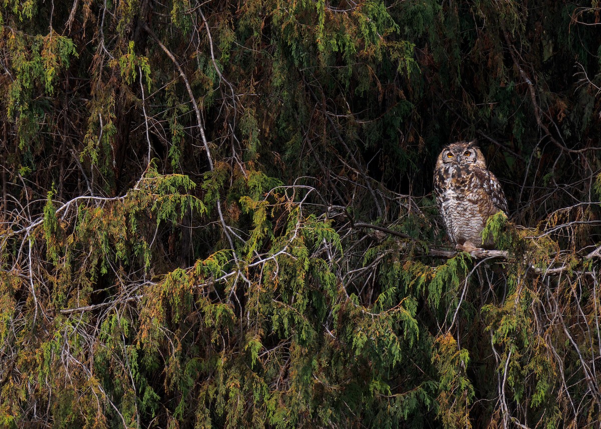 Cape Eagle-Owl (Northern) - ML574275091