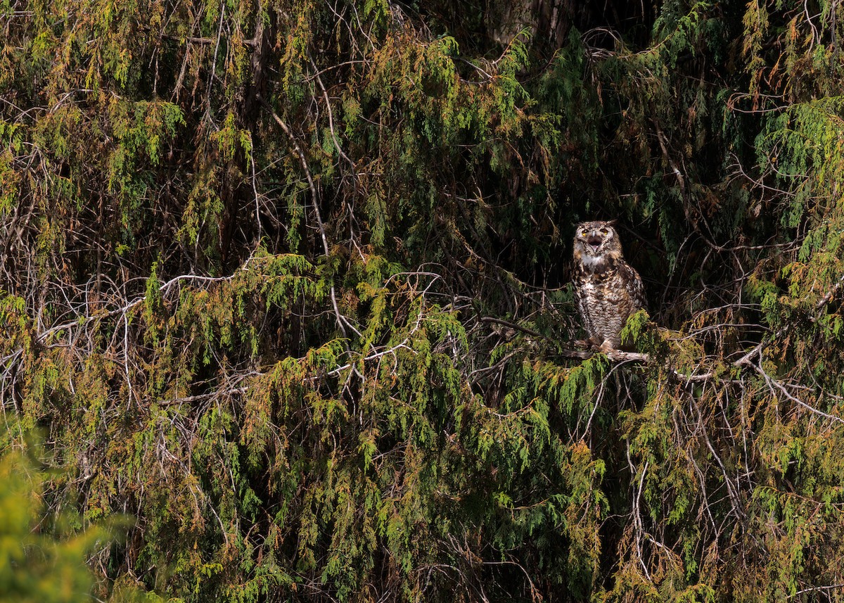 Cape Eagle-Owl (Northern) - ML574275101