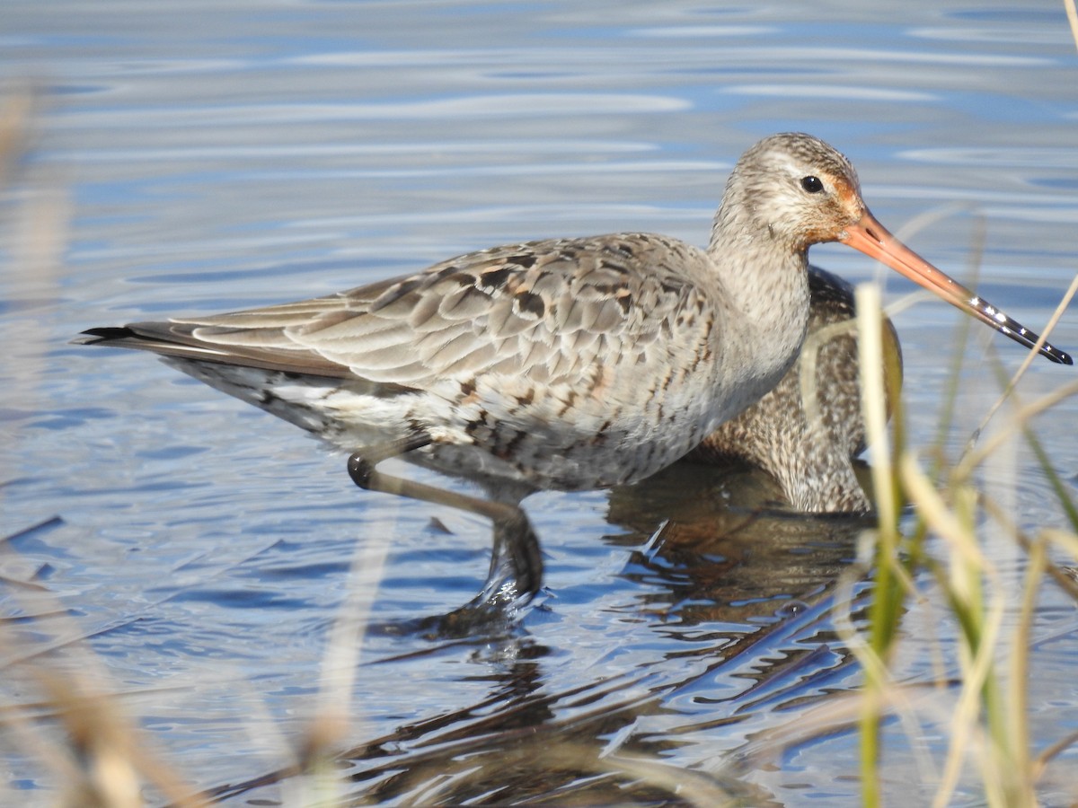 Hudsonian Godwit - Roy Lambert