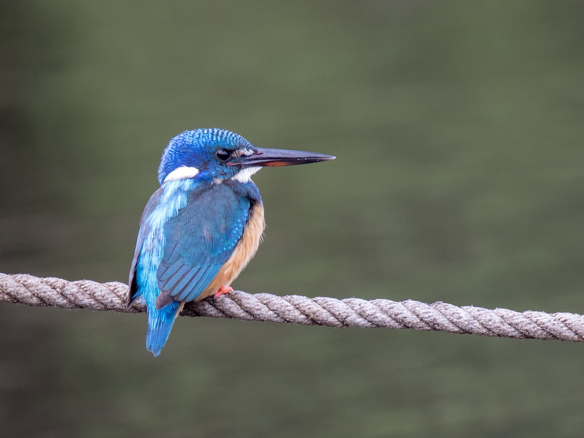 Half-collared Kingfisher - Bruce Ward-Smith