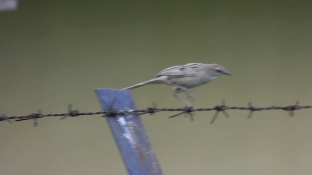 Striated Grassbird - ML574277511