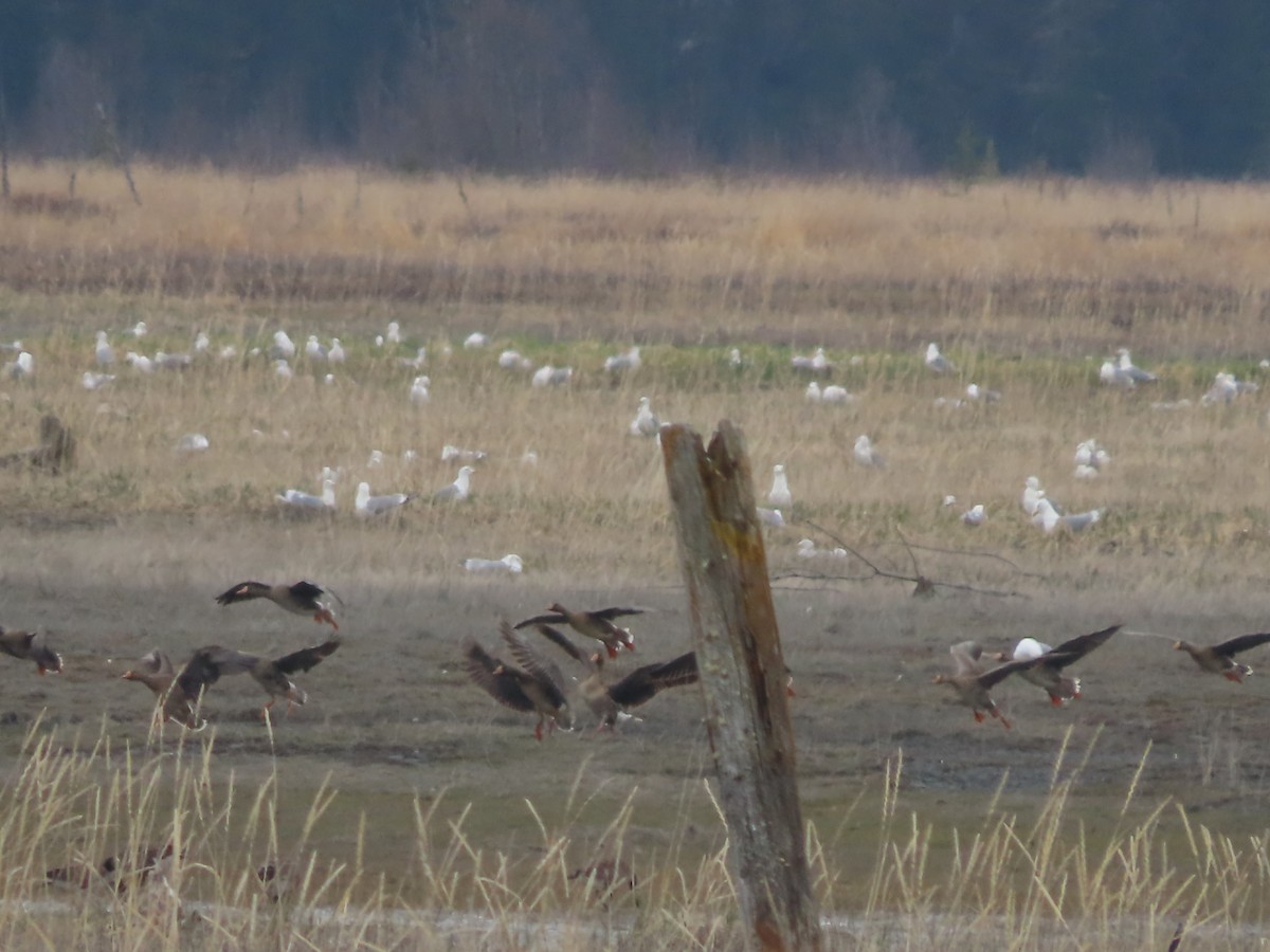 Greater White-fronted Goose - Laura Burke