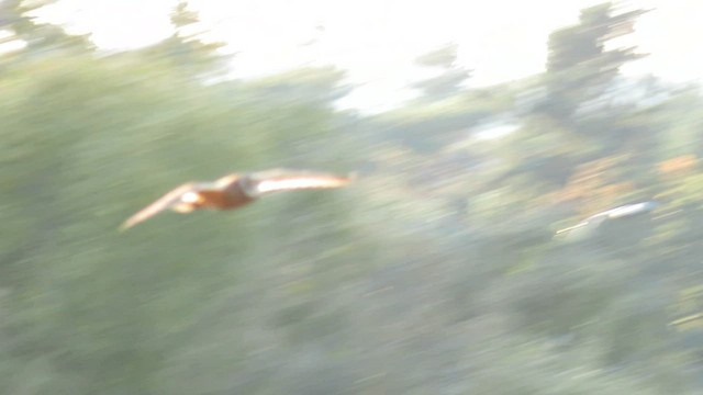 Short-eared Owl - ML574278611