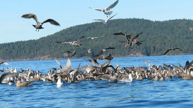 Gaviota Mexicana - ML574278791