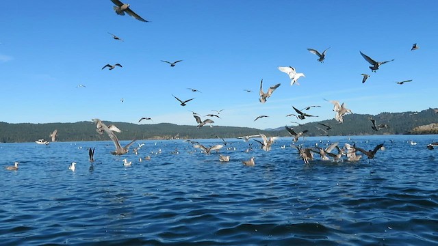 Gaviota Mexicana - ML574278811