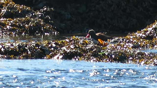 Black Oystercatcher - ML574278951