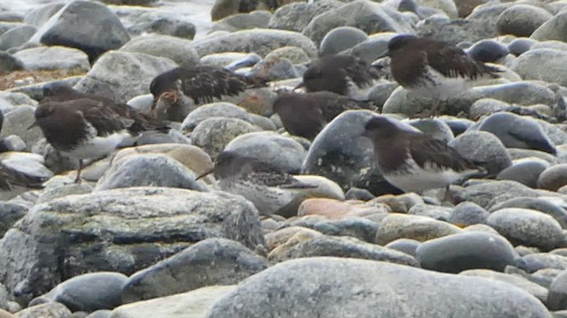 Rock Sandpiper - ML574279091