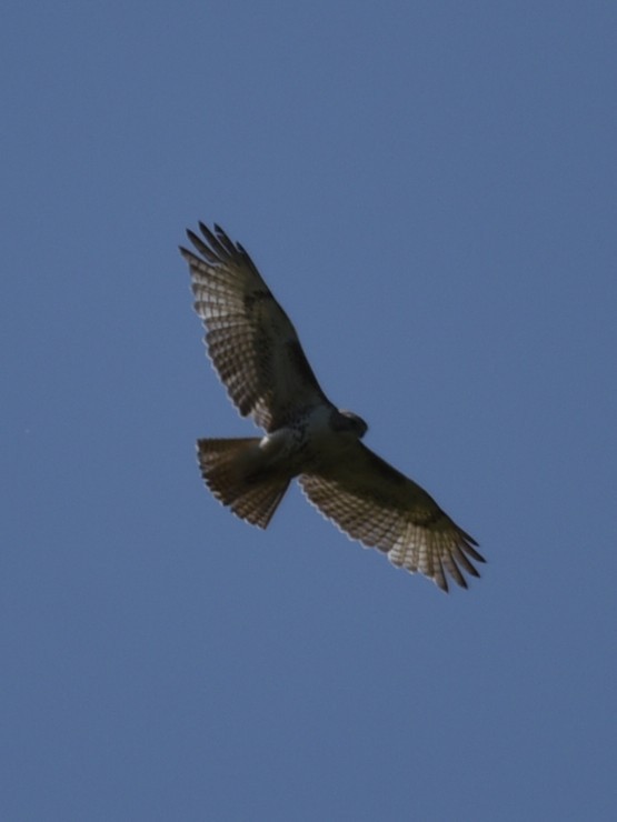 Red-tailed Hawk - ML574280041