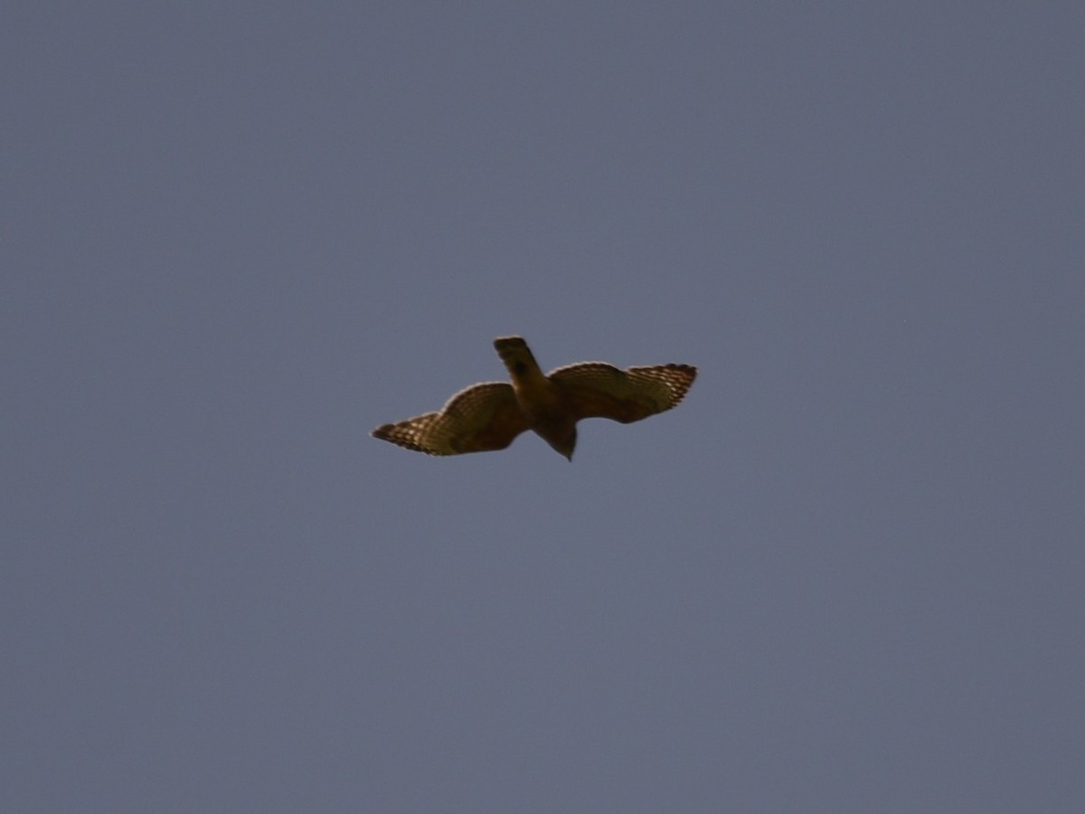 Red-shouldered Hawk - ML574280241