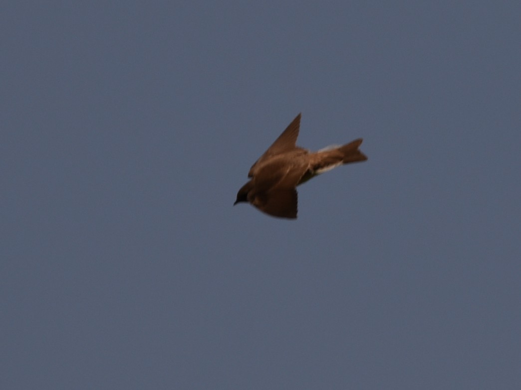 Northern Rough-winged Swallow - ML574280381
