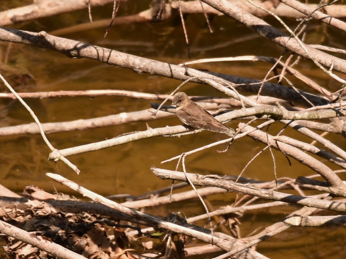 Northern Rough-winged Swallow - ML574280391