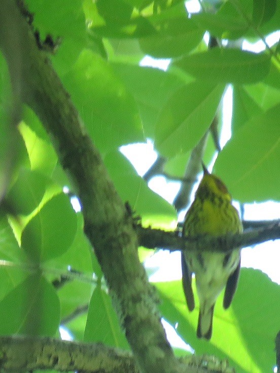 Cape May Warbler - ML57428121