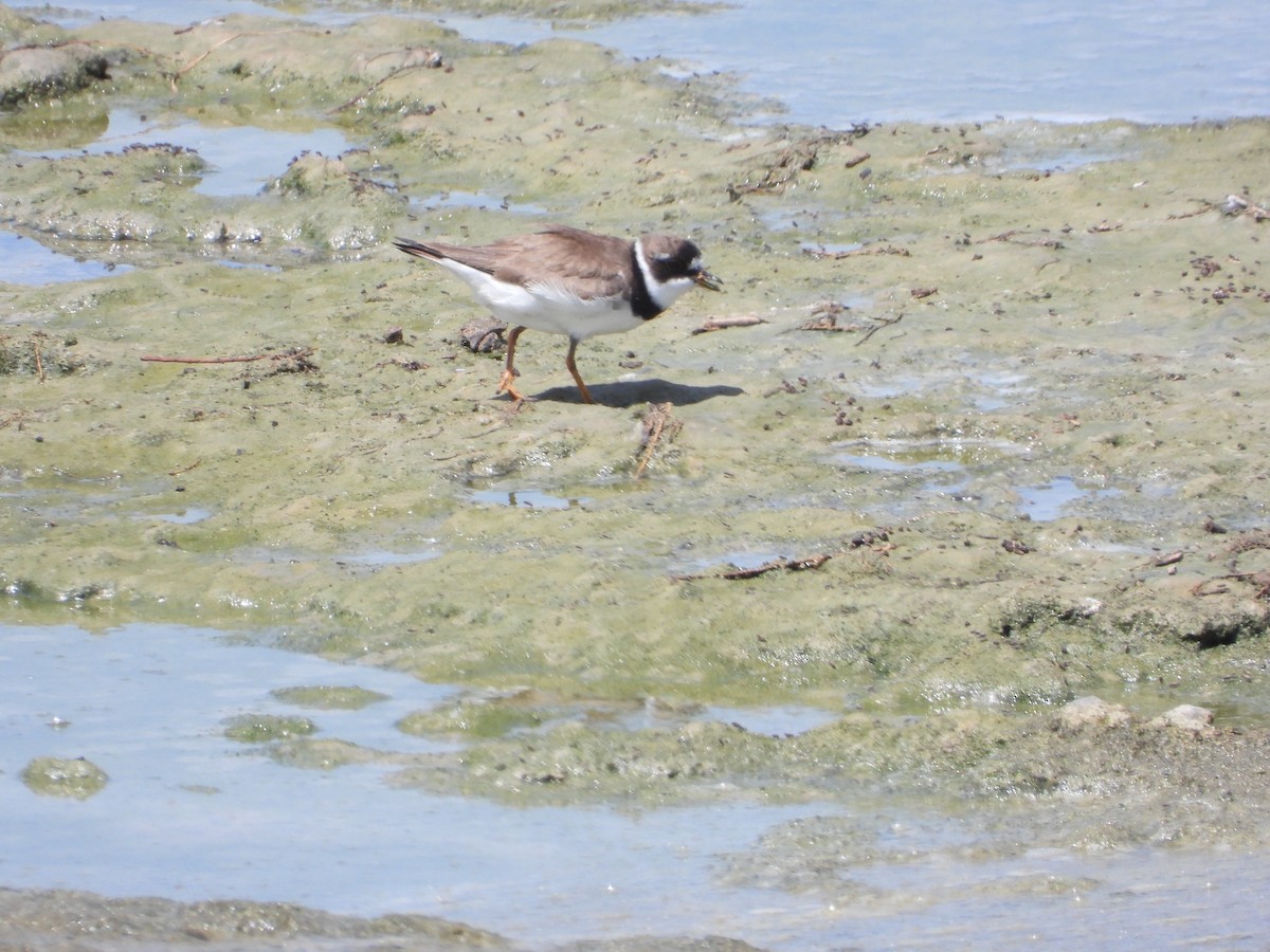 Semipalmated Plover - ML574281281