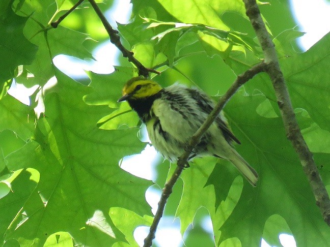 Black-throated Green Warbler - ML57428151
