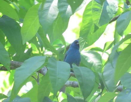 Indigo Bunting - ML57428221