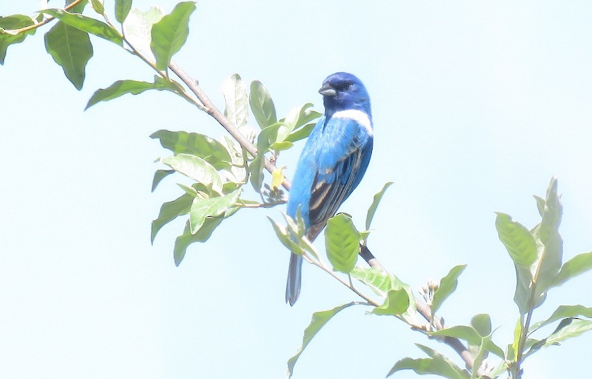 Indigo Bunting - ML57428251