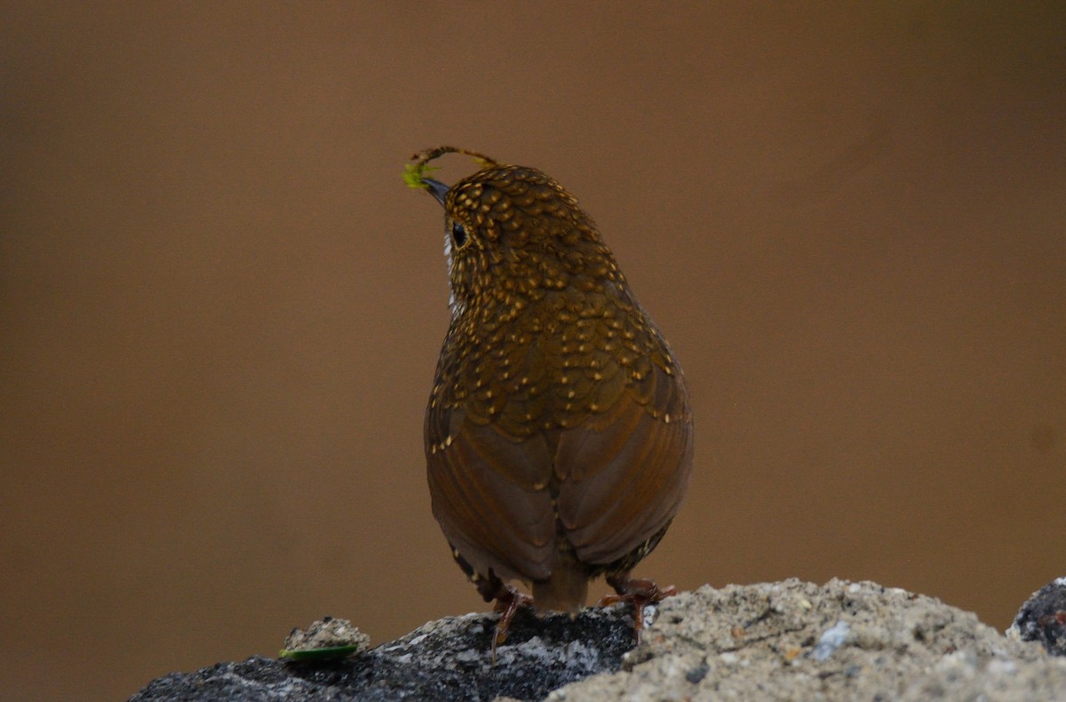 Scaly-breasted Cupwing - ML574283341