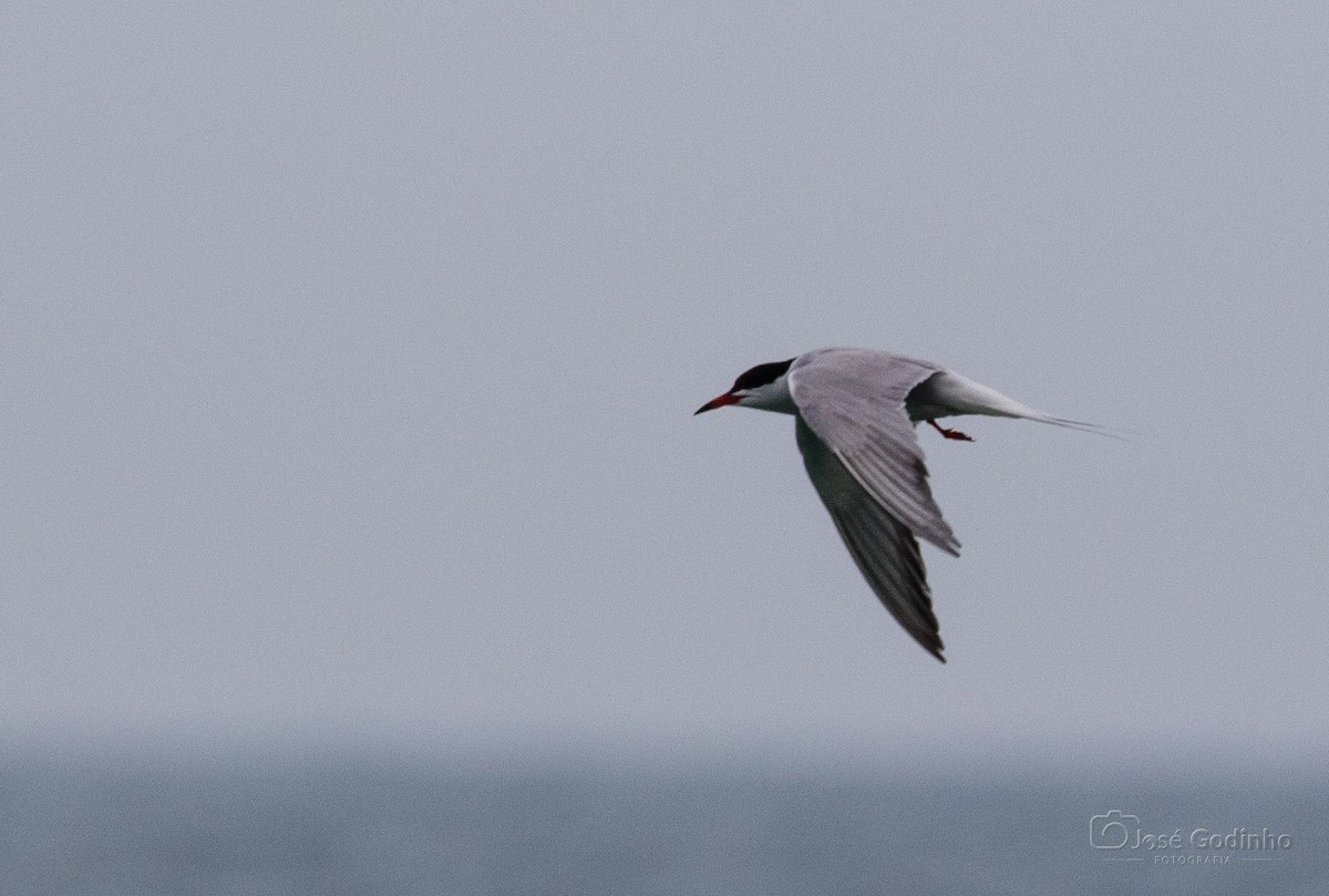 Common Tern - ML574283561