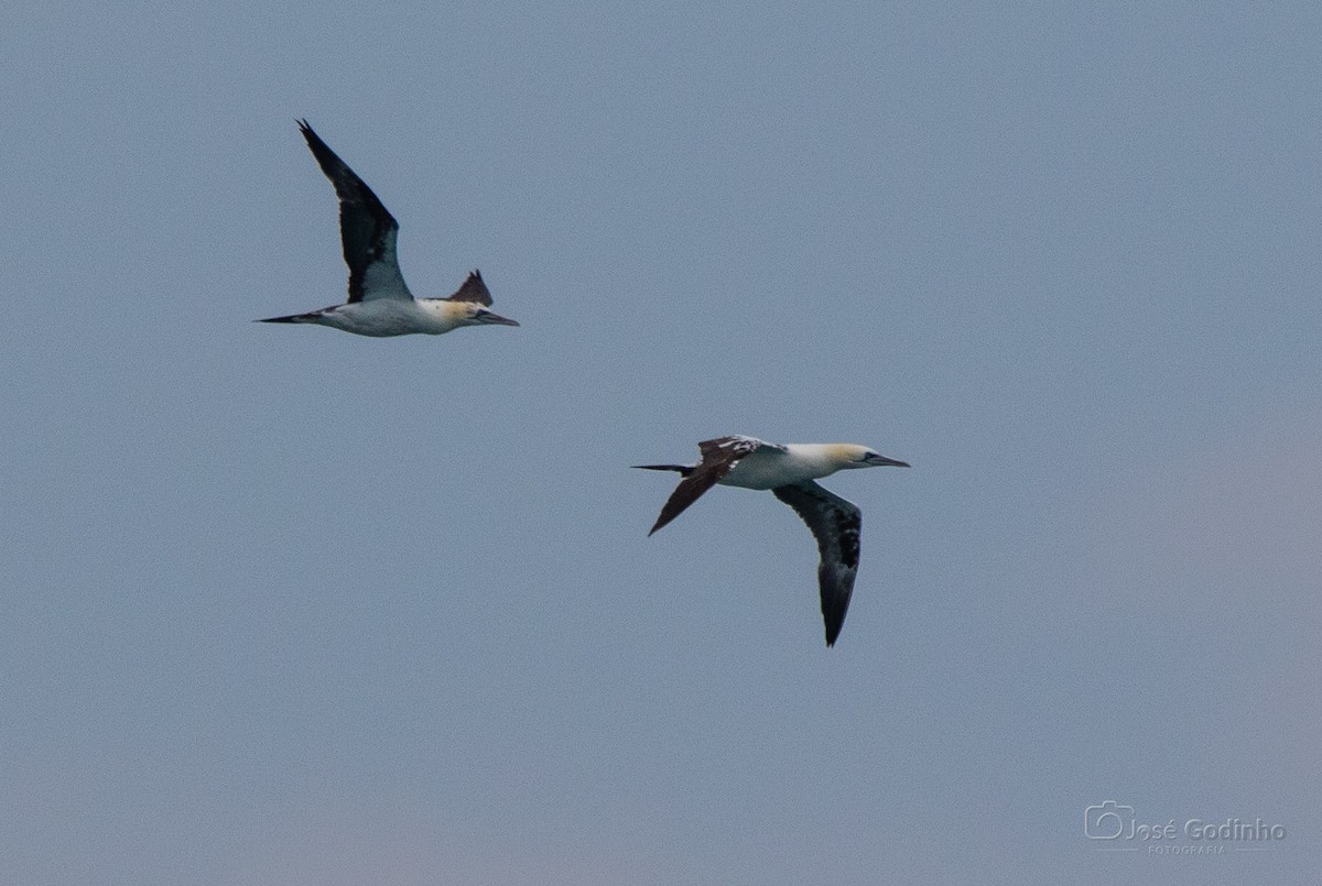 Northern Gannet - ML574283581