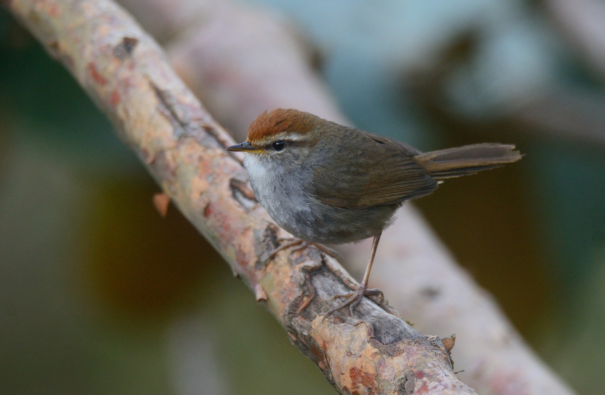 Gray-sided Bush Warbler - ML574283591