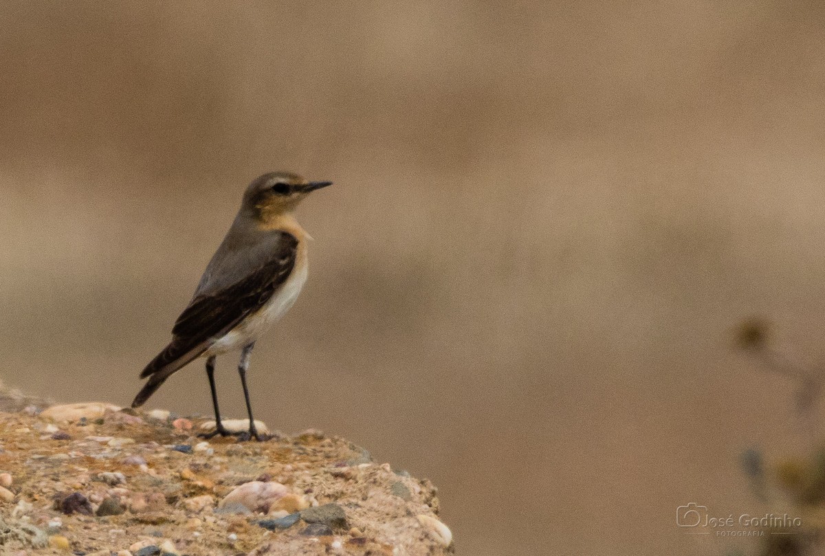 Northern Wheatear - ML574283601