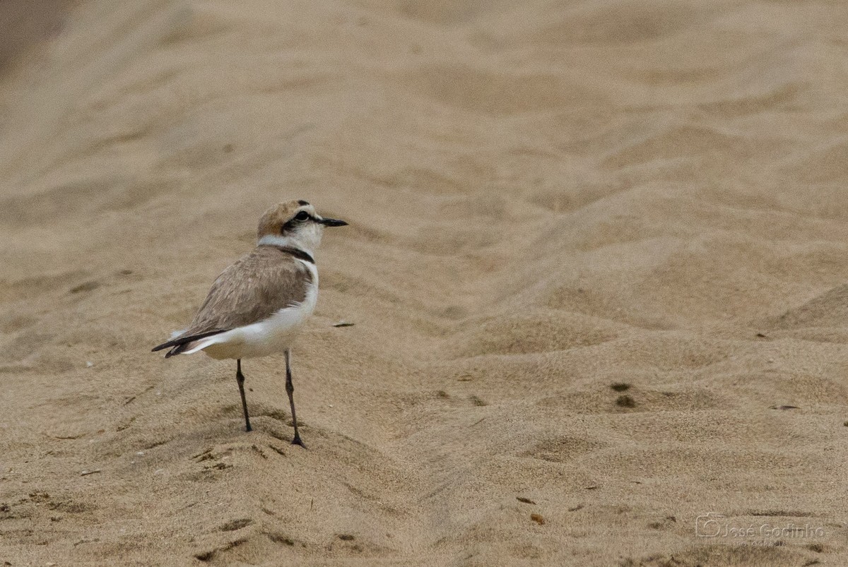 Kentish Plover - ML574283651