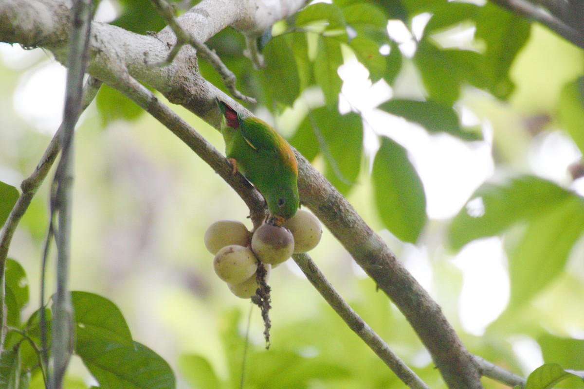 Sula Hanging-Parrot - Hanom Bashari