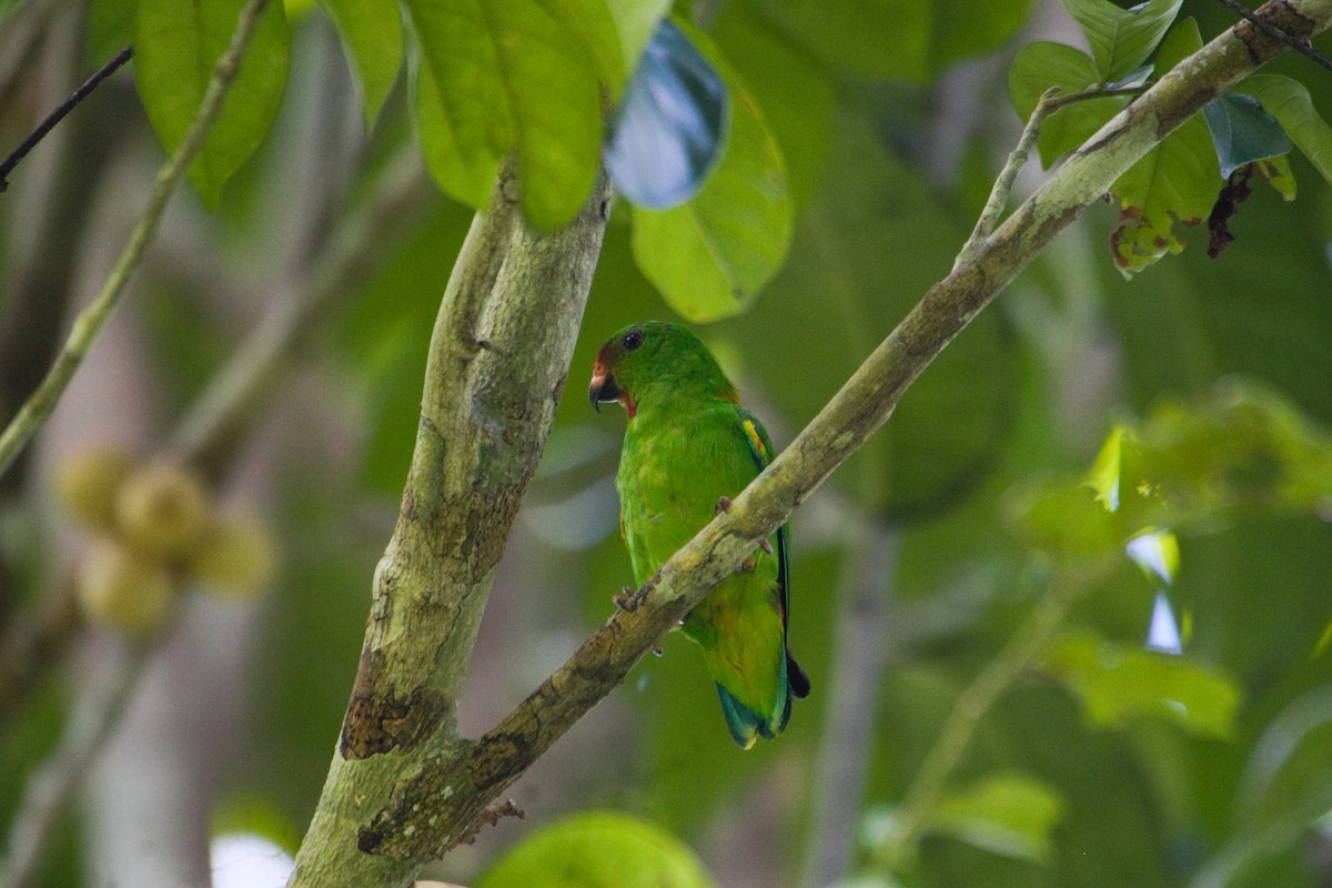 Sula Hanging-Parrot - Hanom Bashari