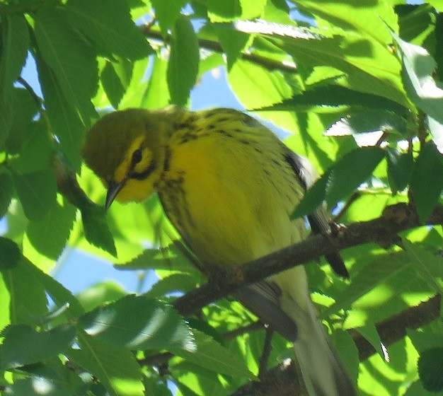 Prairie Warbler - ML57428431