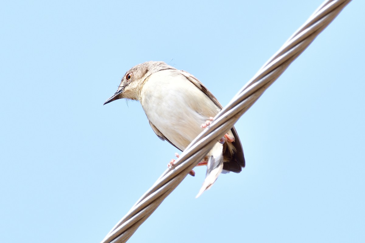 Jungle Prinia - ML574284701