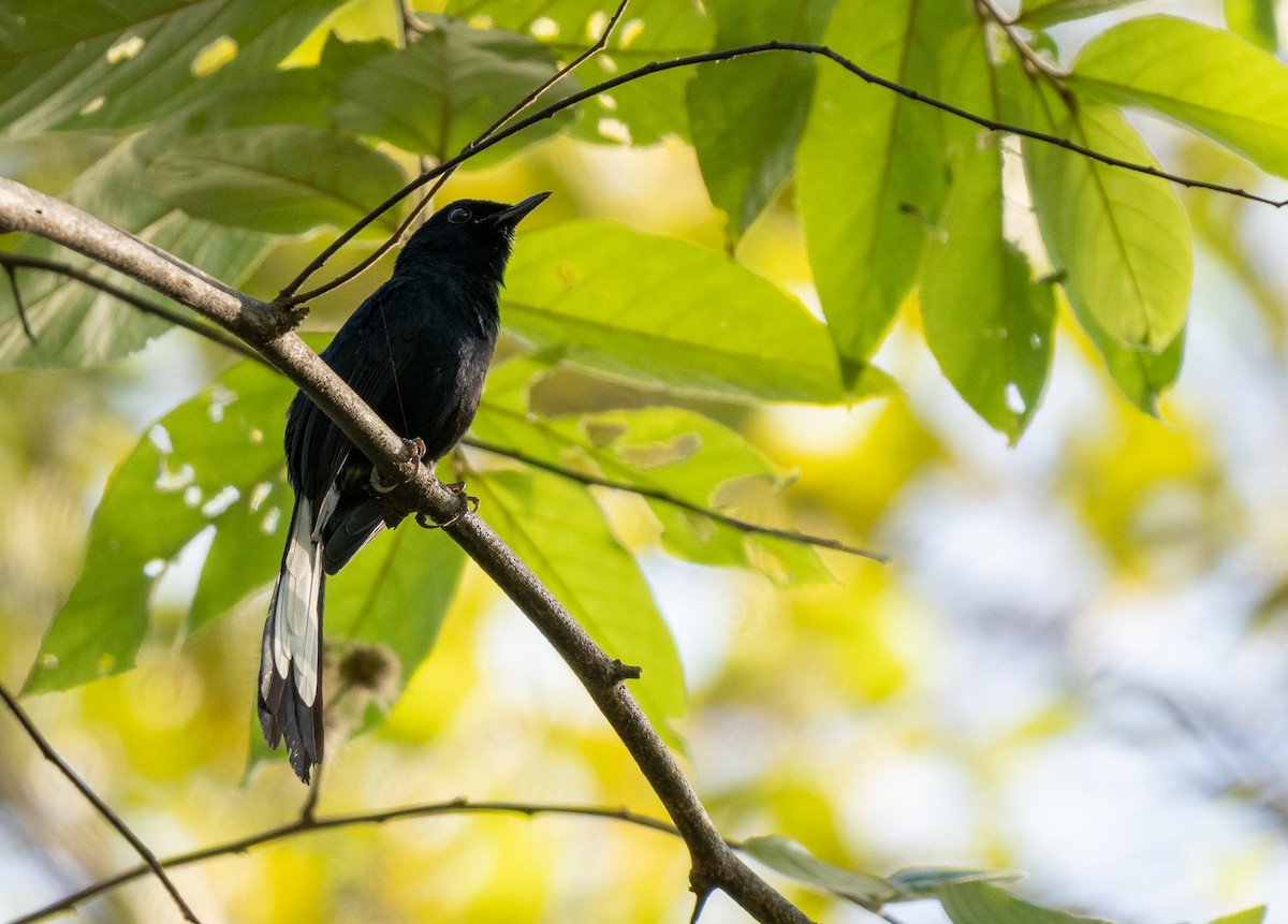 White-vented Shama - Forest Botial-Jarvis