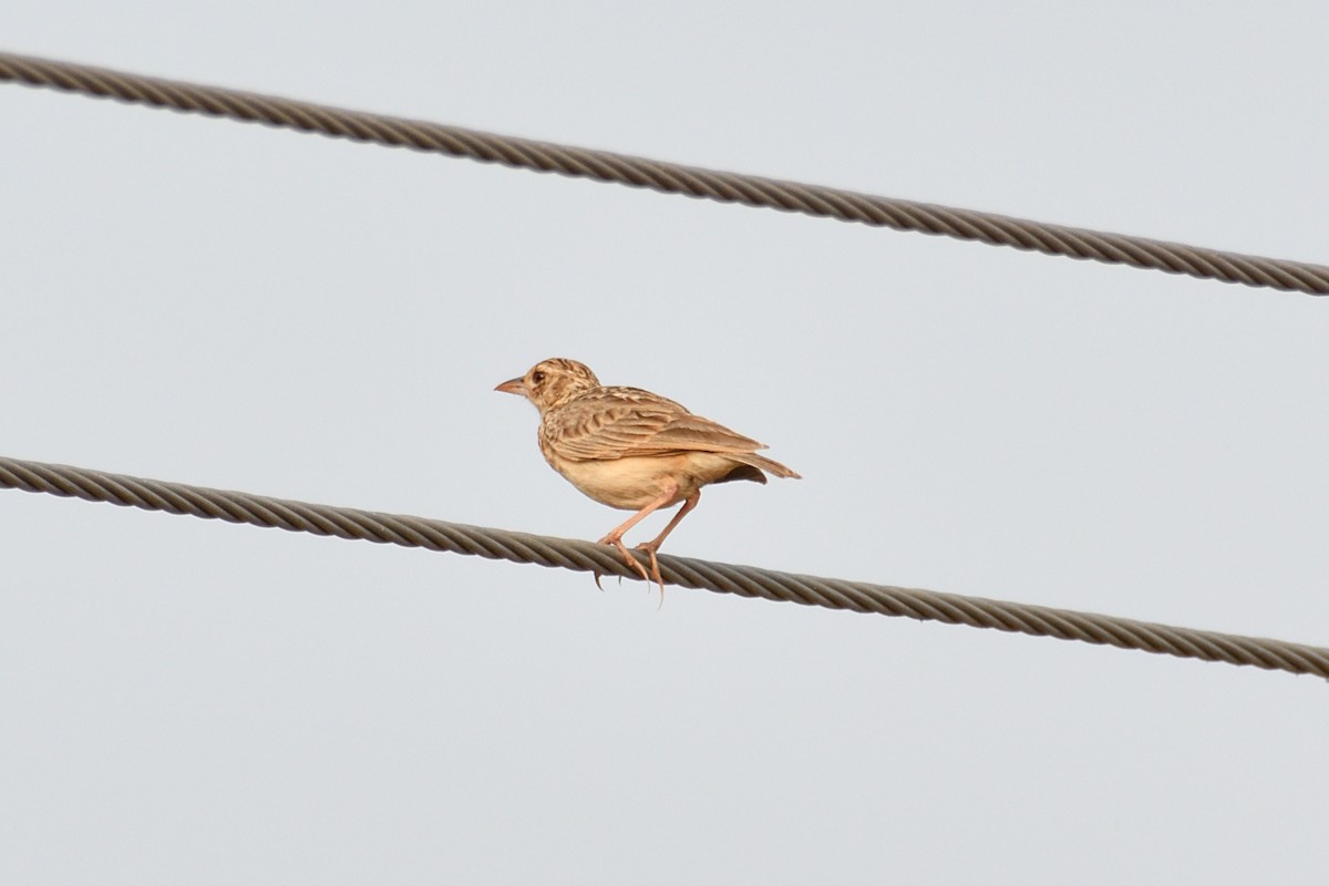 Jerdon's Bushlark - ML574285081